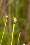 Richard's yelloweyed grass